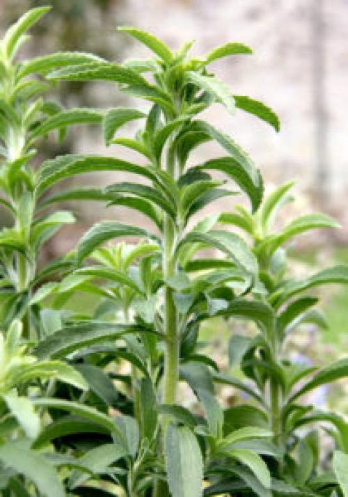 Как в домашних условиях вырастить стевию. Как вырастить полезную стевию на своем участке и дома в горшке?