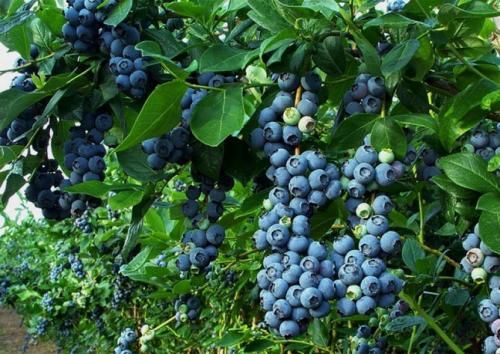 Кустарники для тенистых мест. Плодовые деревья, кустарники, овощи