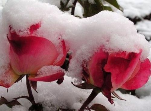 Какую температуру минусовую выдерживают розы. Сколько градусов мороза выдерживают незакрытые розы
