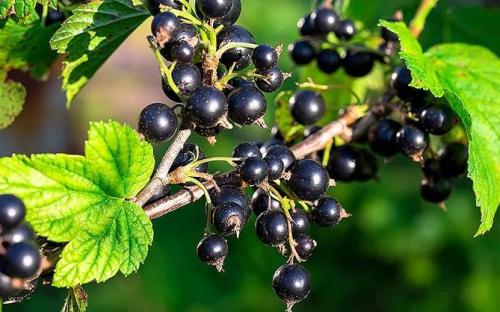 Кустарники для тенистых мест. Плодовые деревья, кустарники, овощи