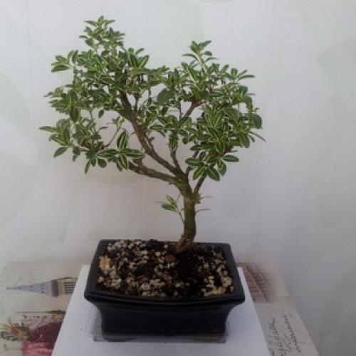 Теневыносливые кустарники для подмосковья. Кустарники и хвойники 18