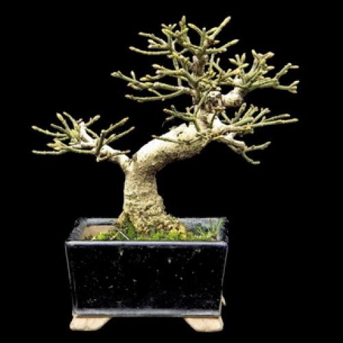 Теневыносливые кустарники для подмосковья. Кустарники и хвойники 17