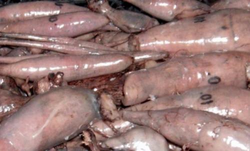 Как хранить георгины в холодильнике. Как хранить георгины зимой 04