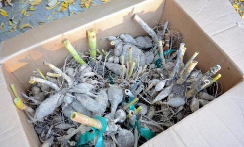 Как хранить георгины в холодильнике. Как хранить георгины зимой 05