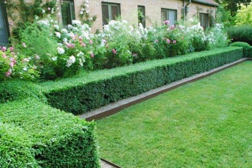 Из каких кустарников можно сделать живую изгородь. Свободно растущие живые изгороди в ландшафтном дизайне