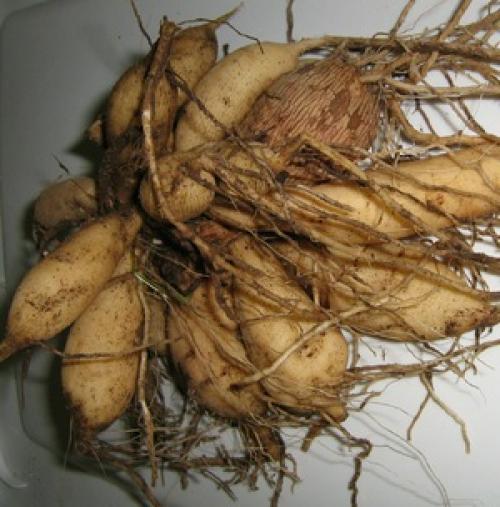 Как хранить георгины в холодильнике. Как хранить георгины зимой 07