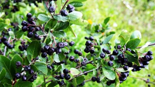 Кустарники для тенистых мест. Плодовые деревья, кустарники, овощи