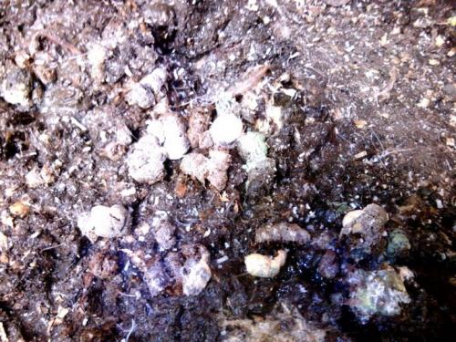 Собачий кал, как удобрение. Какими паразитами заражают почву домашние животные и человек?