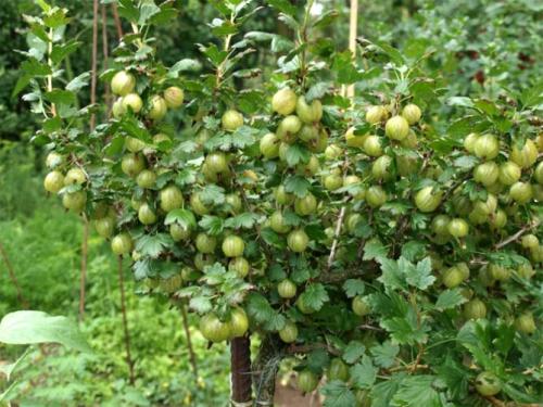 Кустарники для тенистых мест. Плодовые деревья, кустарники, овощи