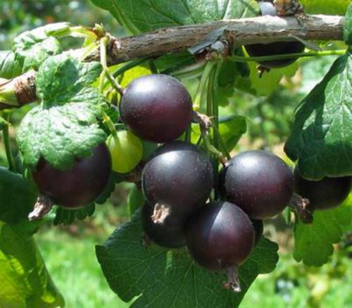 Кустарники для тенистых мест. Плодовые деревья, кустарники, овощи