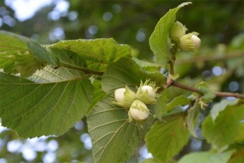 Кустарники для тенистых мест. Плодовые деревья, кустарники, овощи