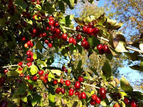 Кустарники для тенистых мест. Плодовые деревья, кустарники, овощи