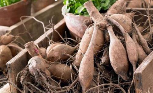 Как хранить георгины в холодильнике. Как хранить георгины зимой 02