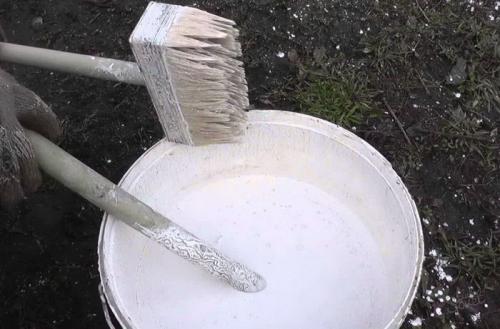 Почему нельзя белить деревья. Зачем белить стволы деревьев?