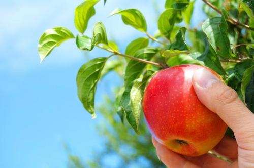 как сохранить яблоки в опилках. как сохранить яблоки до весны
