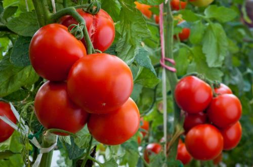 Посев помидоров под зиму. Посев томатов под зиму: уникальный способ выращивания