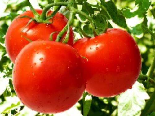 Сколько грамм в столовой ложке монофосфата калия. Калийные удобрения для томатов, огурцов и других культур 14