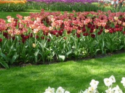 Соседи тюльпанов. Тюльпаны и компания