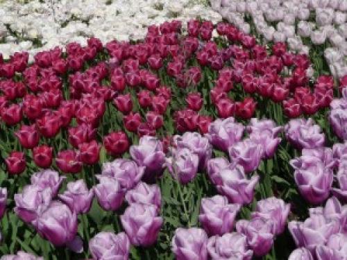 Соседи тюльпанов. Тюльпаны и компания