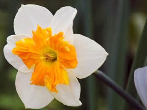 Тюльпаны переопыляются или нет. Тюльпаны переопылились 06