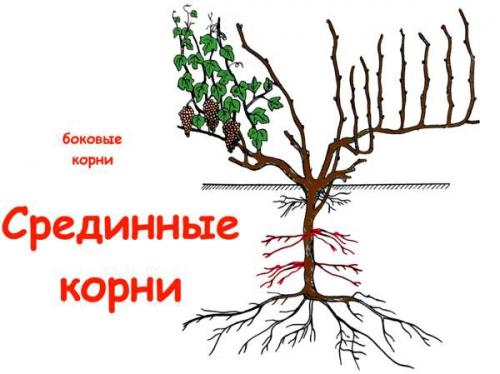 Росяные корни у винограда. Строение подземной части виноградного куста 03