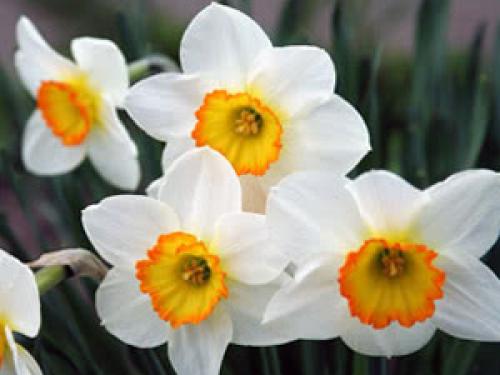 Тюльпаны переопыляются или нет. Тюльпаны переопылились 02