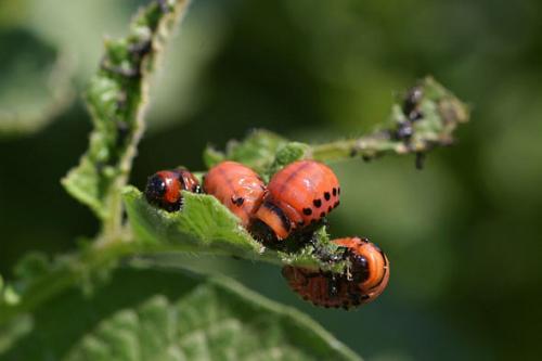 Яйца колорадского жука. Народные способы борьбы