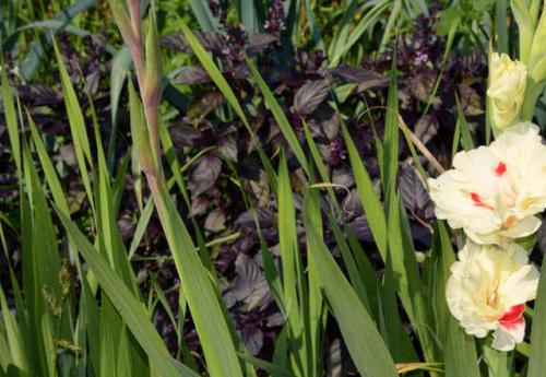 Распустились все бутоны у гладиолусов или гладиолуса. Болезни гладиолусов и их лечение