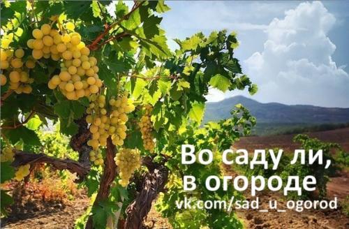 Росяные корни у винограда удалять. Катаровка винограда