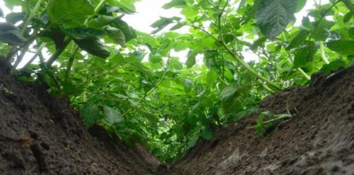 Надо ли срезать ботву у картофеля после цветения. Нужно ли скашивать ботву картофеля после цветения? 07