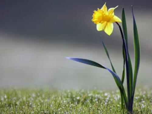 Тюльпаны переопыляются или нет. Тюльпаны переопылились 03