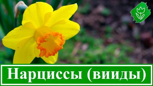 Тюльпаны переопыляются или нет. Тюльпаны переопылились 07 Тюльпаны переопыляются или нет. Тюльпаны переопылились 07