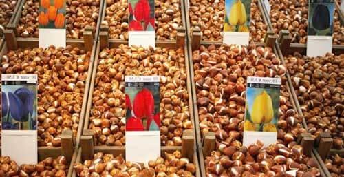 Можно ли сажать тюльпаны и нарциссы рядом. Когда сажать луковицы тюльпанов и нарциссов