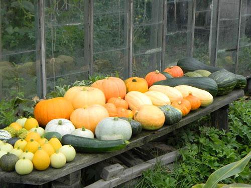 Дозреет ли тыква. Когда можно срывать тыкву?