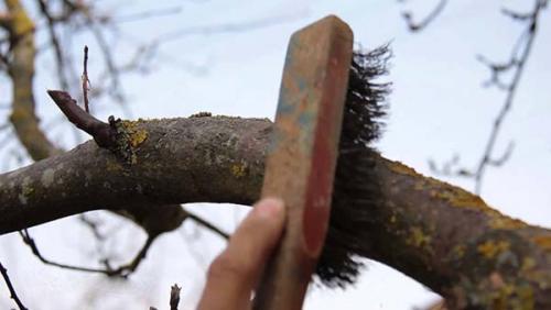 Чем белить деревья на зиму. Как белить деревья: подготовительные работы и техника нанесения побелки