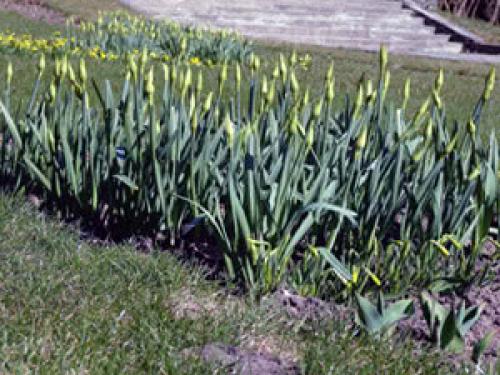 Тюльпаны переопыляются или нет. Тюльпаны переопылились 05