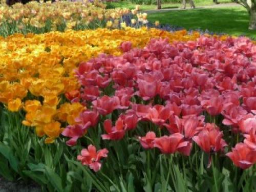 Соседи тюльпанов. Тюльпаны и компания