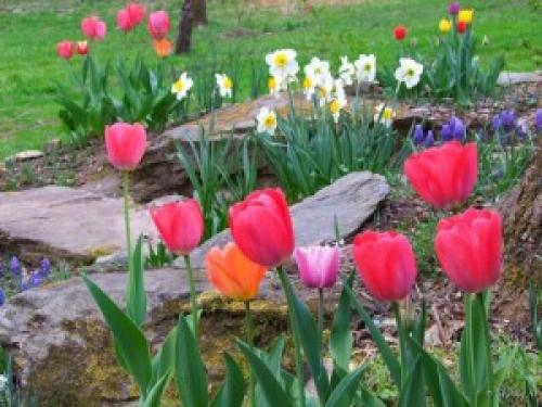 Соседи тюльпанов. Тюльпаны и компания