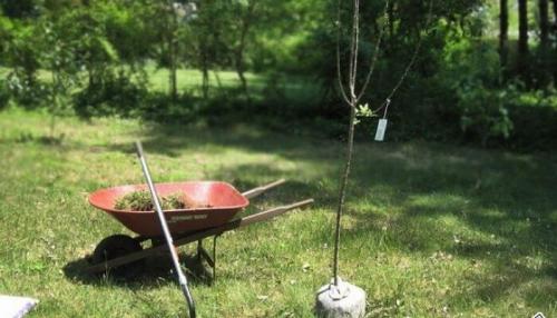 Jak zasadit hrušky a jabloně