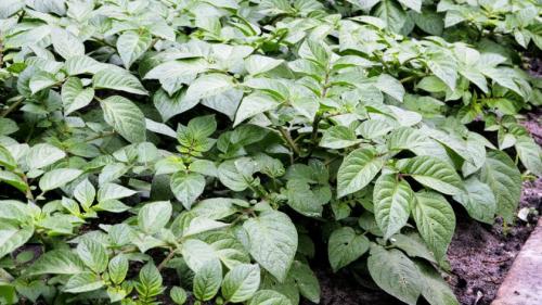 Надо ли срезать ботву у картофеля после цветения. Нужно ли скашивать ботву картофеля после цветения? 06