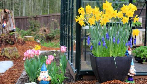 Можно ли сажать тюльпаны и нарциссы рядом. Когда сажать луковицы тюльпанов и нарциссов