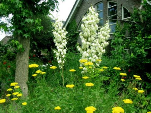 Юкка после зимы. Зимовка юкки