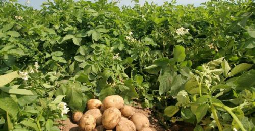 Надо ли срезать ботву у картофеля после цветения. Нужно ли скашивать ботву картофеля после цветения? 08