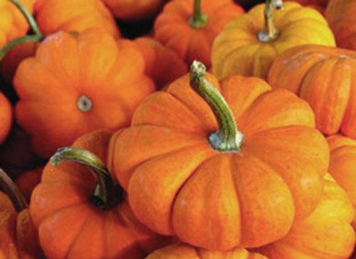 Дозреет ли тыква. Когда можно срывать тыкву?