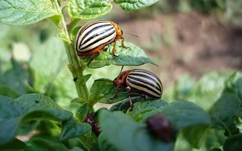 Колорадский жук интересные факты. Занимательные факты о колорадском жуке