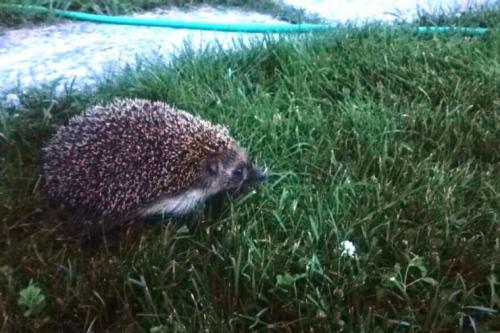 Борьба с грызунами на садовом участке. Как бороться с грызунами: меры профилактики