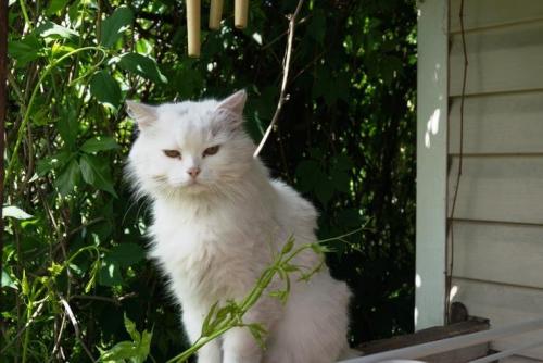 Как бороться с грызунами на огороде. Как бороться с грызунами: меры профилактики