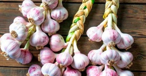 7 способов хранения чеснока. Основные способы хранения