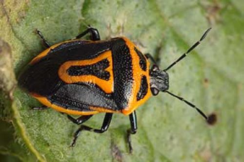 Жук похожий на колорадского. Как выглядит клоп периллюс и где обитает