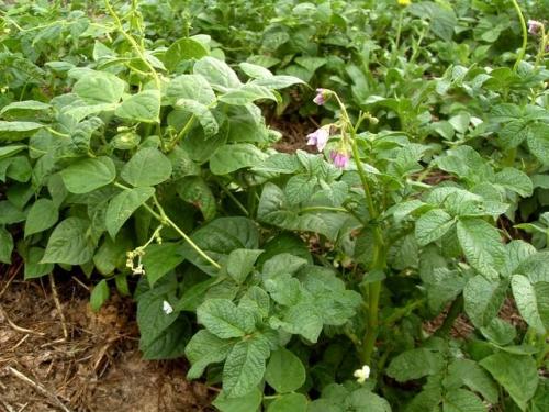 Чего боится колорадский жук